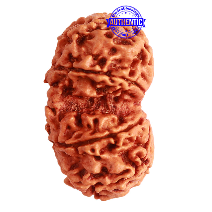 Gaurishanker Nepalese Rudraksha Bead No. - 219