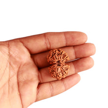 Load image into Gallery viewer, Gaurishanker Nepalese Rudraksha Bead No. - 220
