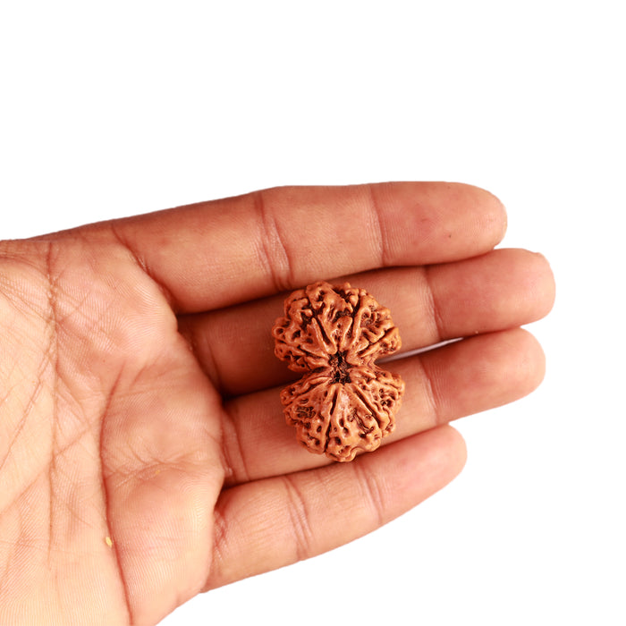 Gaurishanker Nepalese Rudraksha Bead No. - 220