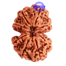 Load image into Gallery viewer, Gaurishanker Nepalese Rudraksha Bead No. - 220
