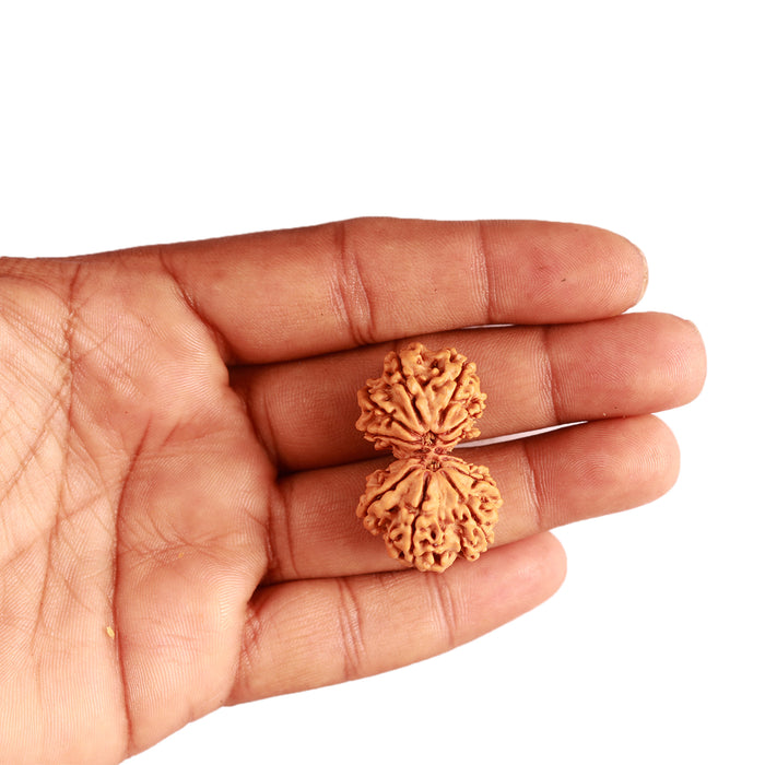 Gaurishanker Nepalese Rudraksha Bead No. - 221