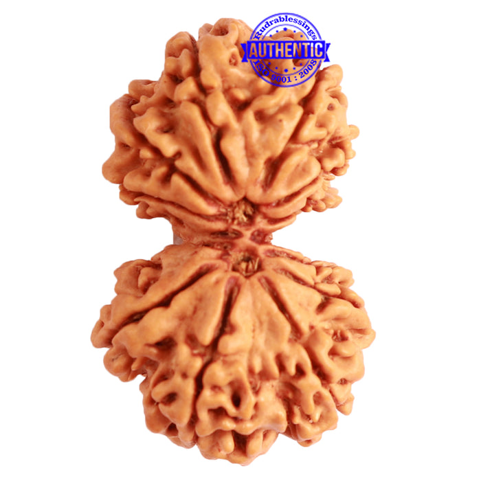 Gaurishanker Nepalese Rudraksha Bead No. - 221