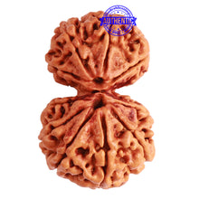 Load image into Gallery viewer, Gaurishanker Nepalese Rudraksha Bead No. - 222
