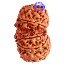 Load image into Gallery viewer, Gaurishanker Nepalese Rudraksha Bead No. - 222
