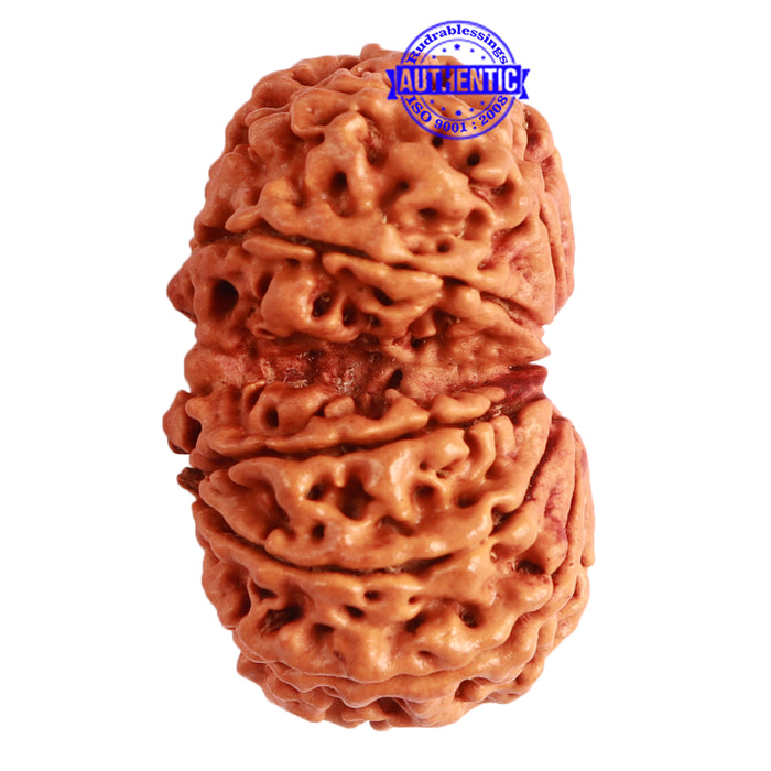 Gaurishanker Nepalese Rudraksha Bead No. - 222