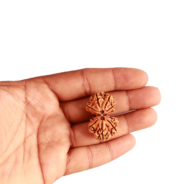 Gaurishanker Nepalese Rudraksha Bead No. - 223