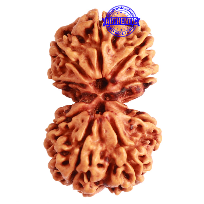 Gaurishanker Nepalese Rudraksha Bead No. - 224