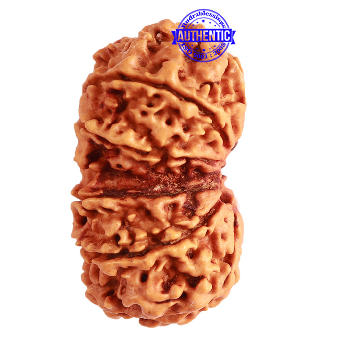 Gaurishanker Nepalese Rudraksha Bead No. - 224
