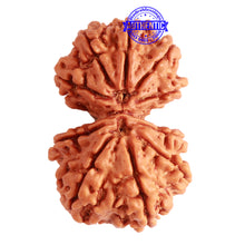 Load image into Gallery viewer, Gaurishanker Nepalese Rudraksha Bead No. - 225
