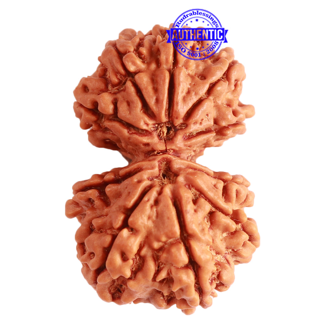Gaurishanker Nepalese Rudraksha Bead No. - 225