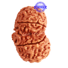 Load image into Gallery viewer, Gaurishanker Nepalese Rudraksha Bead No. - 225
