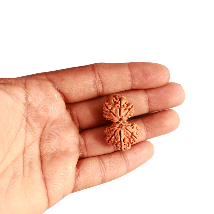 Gaurishanker Nepalese Rudraksha Bead No. - 226