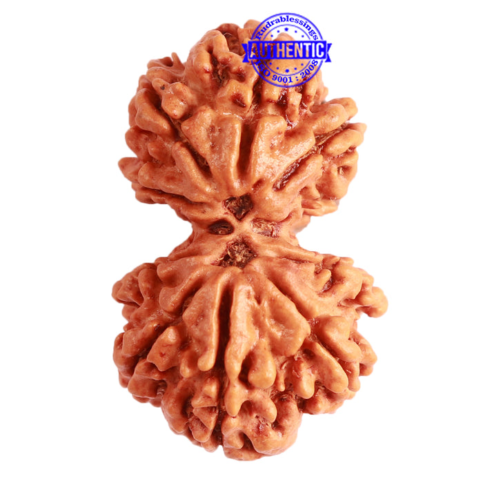 Gaurishanker Nepalese Rudraksha Bead No. - 226
