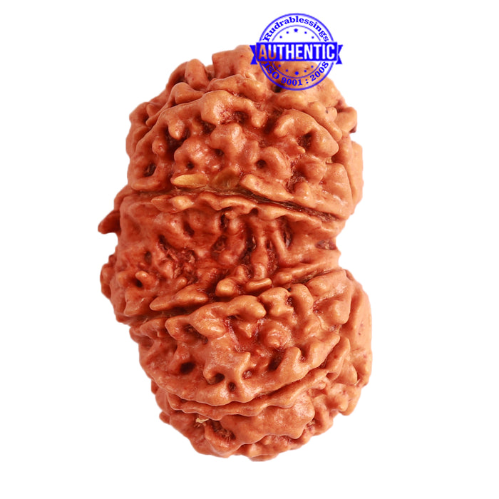Gaurishanker Nepalese Rudraksha Bead No. - 226