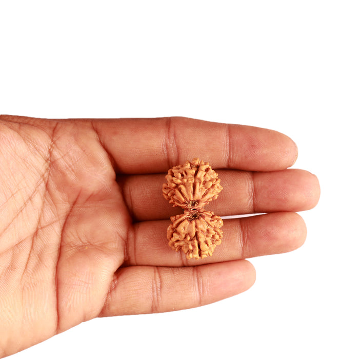 Gaurishanker Nepalese Rudraksha Bead No. - 227