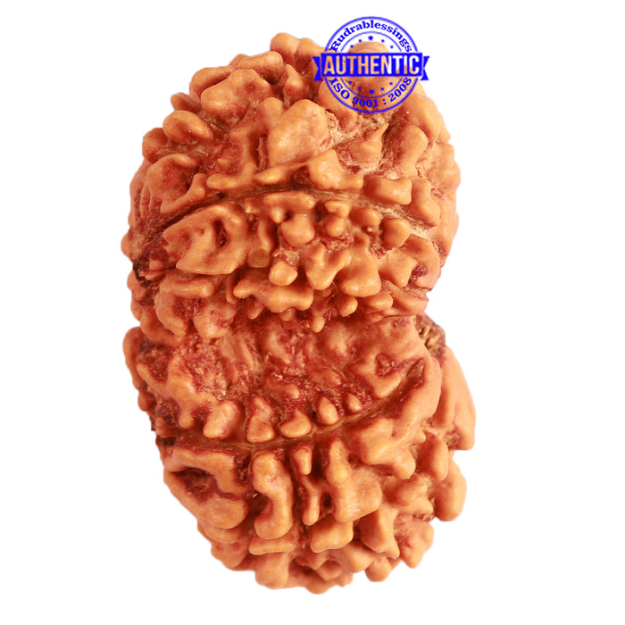 Gaurishanker Nepalese Rudraksha Bead No. - 227