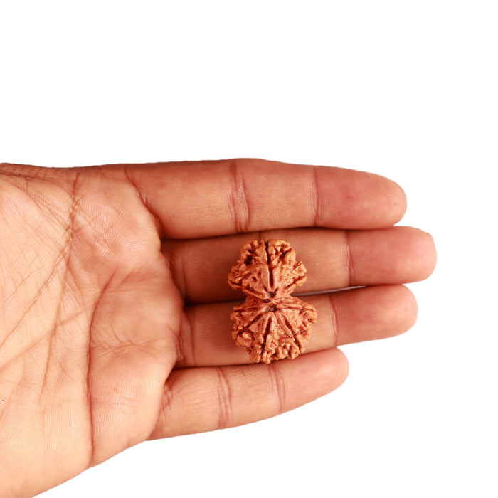 Gaurishanker Nepalese Rudraksha Bead No. - 228