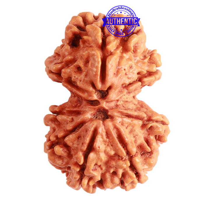 Gaurishanker Nepalese Rudraksha Bead No. - 228