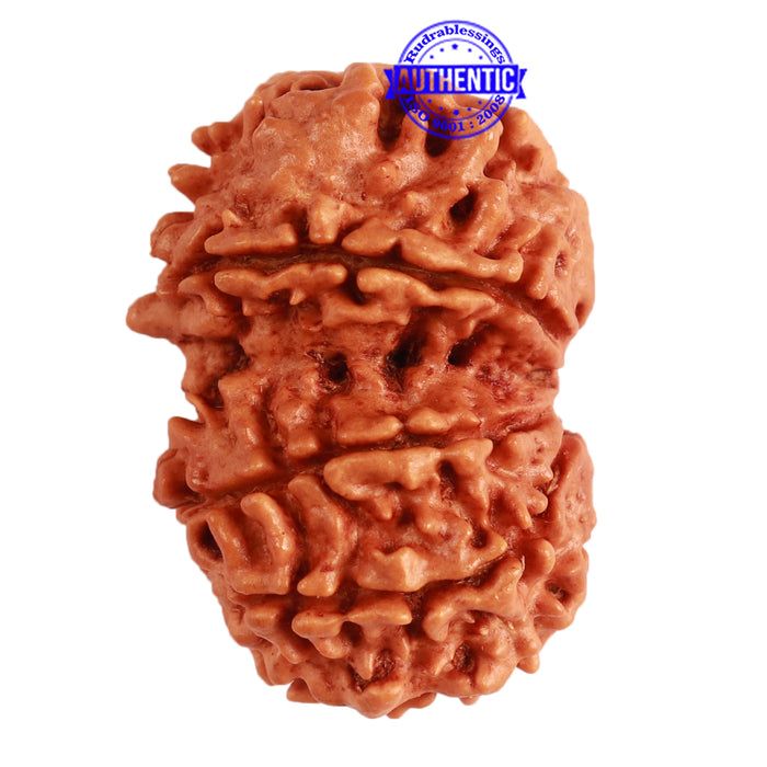 Gaurishanker Nepalese Rudraksha Bead No. - 228