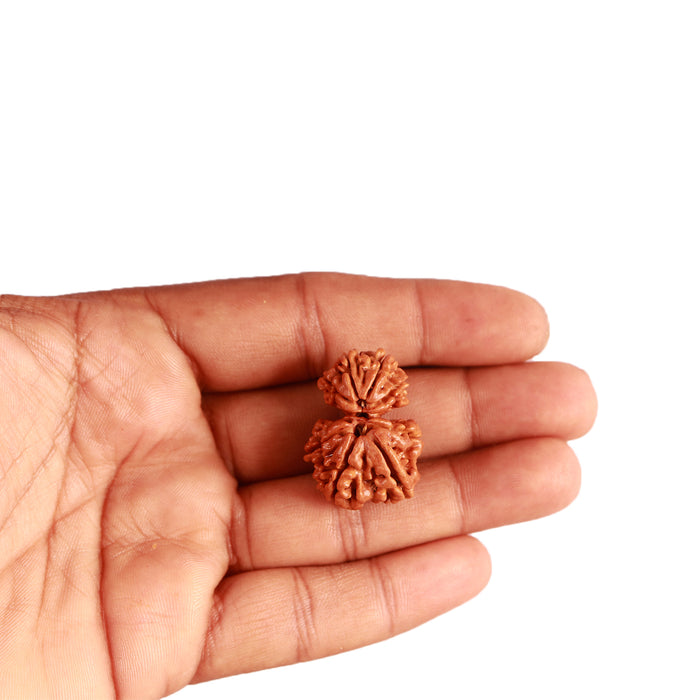 Gaurishanker Nepalese Rudraksha Bead No. - 229