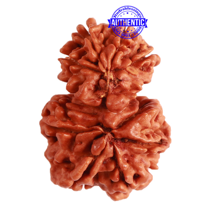 Gaurishanker Nepalese Rudraksha Bead No. - 229