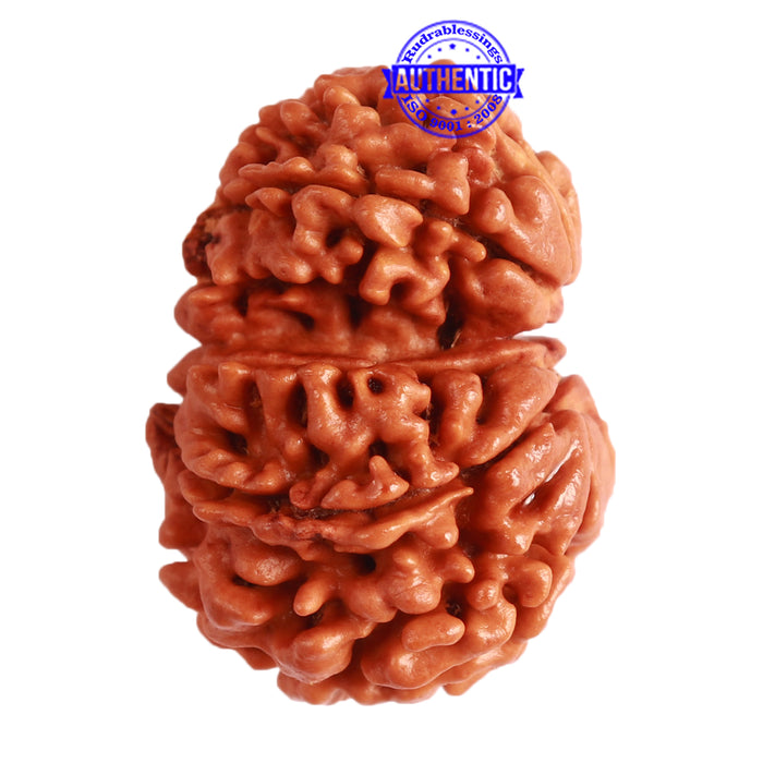 Gaurishanker Nepalese Rudraksha Bead No. - 229