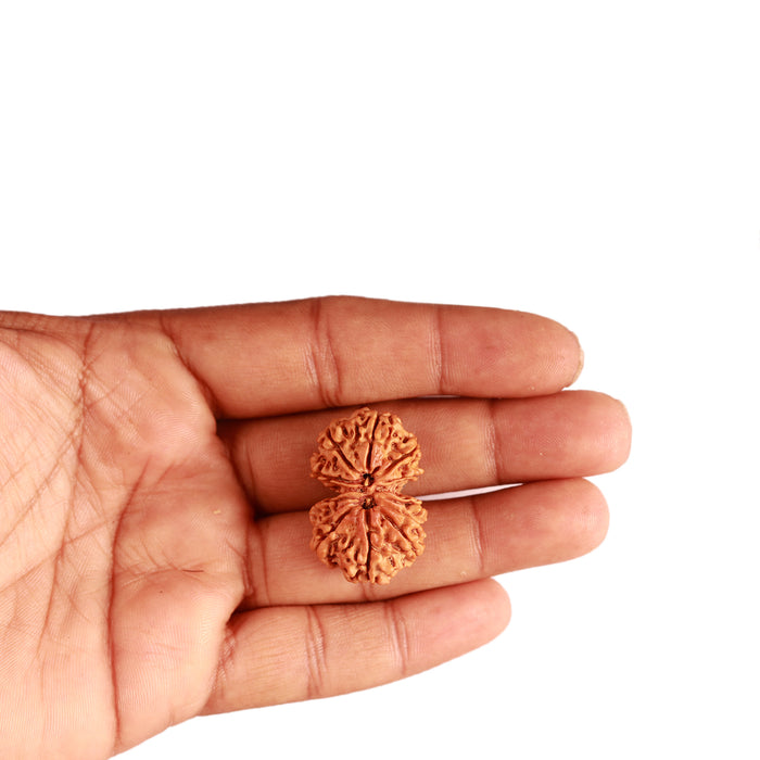 Gaurishanker Nepalese Rudraksha Bead No. - 230