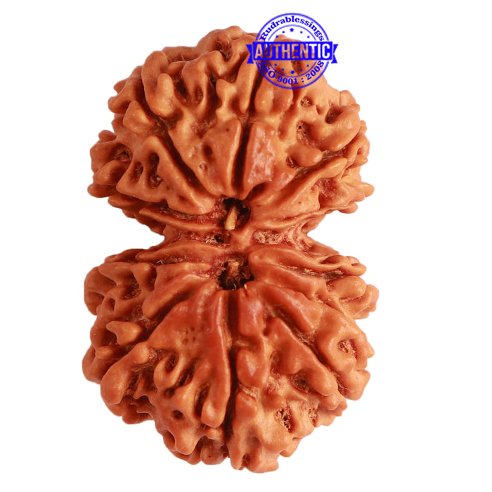 Gaurishanker Nepalese Rudraksha Bead No. - 230