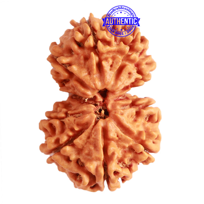 Gaurishanker Nepalese Rudraksha Bead No. - 231