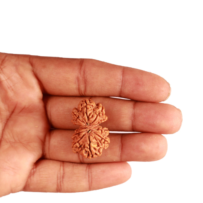 Gaurishanker Nepalese Rudraksha Bead No. - 233