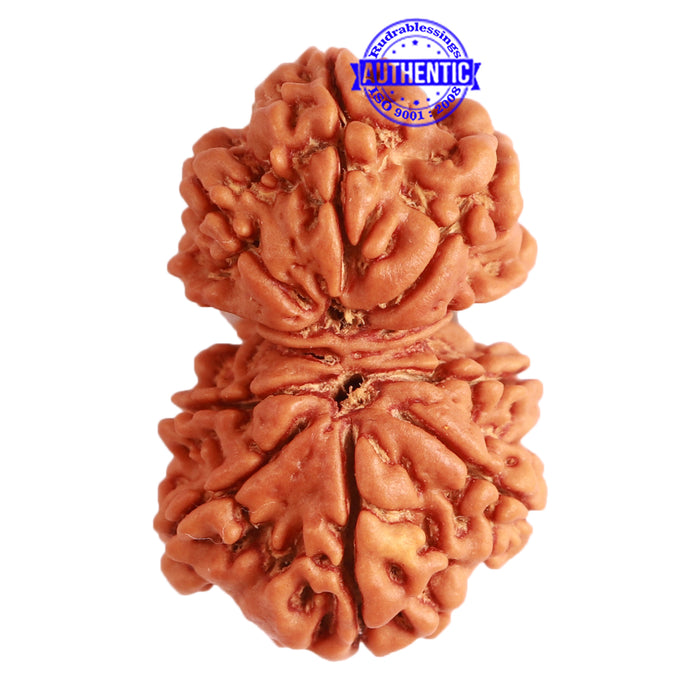 Gaurishanker Nepalese Rudraksha Bead No. - 233