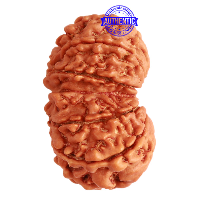 Gaurishanker Nepalese Rudraksha Bead No. - 233