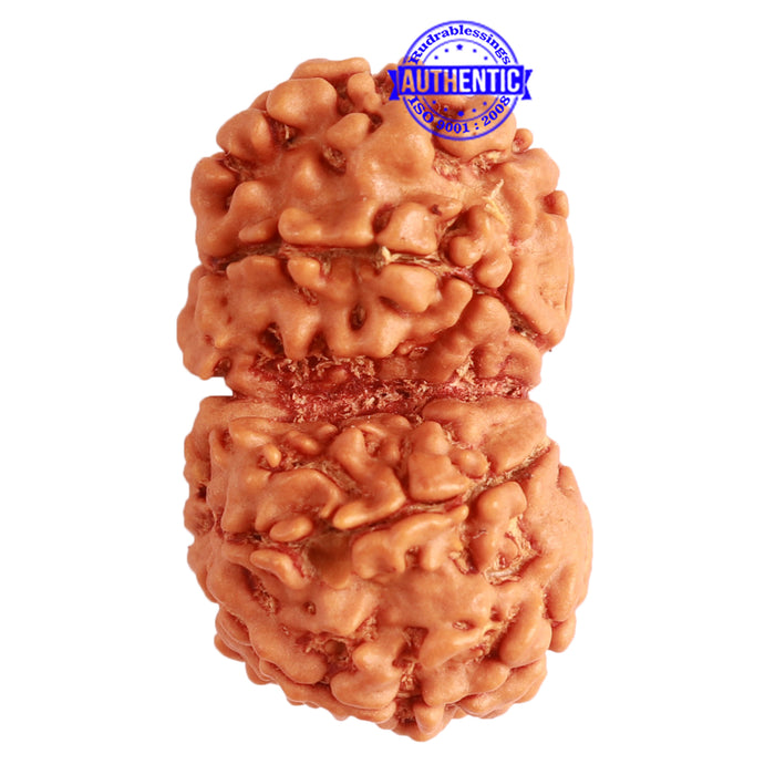 Gaurishanker Nepalese Rudraksha Bead No. - 235
