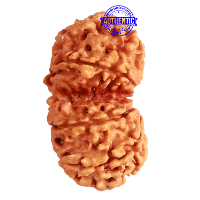Gaurishanker Nepalese Rudraksha Bead No. - 236