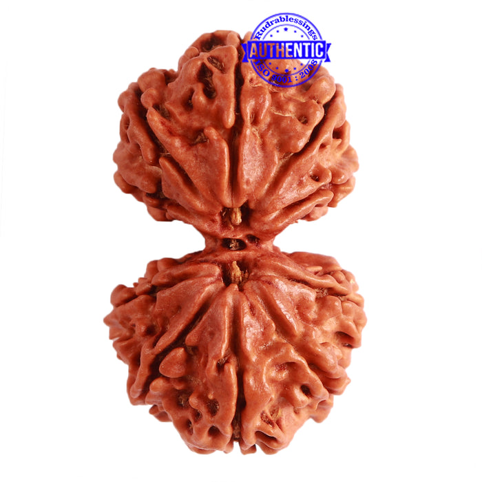 Gaurishanker Nepalese Rudraksha Bead No. - 237