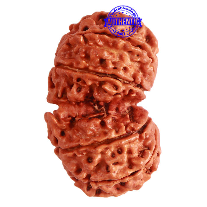 Gaurishanker Nepalese Rudraksha Bead No. - 237