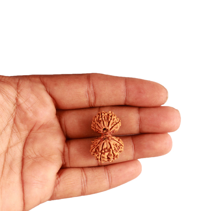 Gaurishanker Nepalese Rudraksha Bead No. - 238