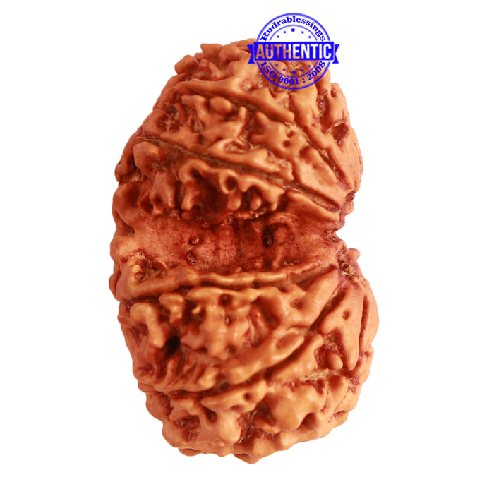 Gaurishanker Nepalese Rudraksha Bead No. - 238