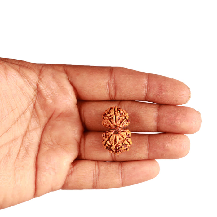 Gaurishanker Nepalese Rudraksha Bead No. - 239