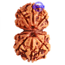 Load image into Gallery viewer, Gaurishanker Nepalese Rudraksha Bead No. - 239
