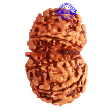 Load image into Gallery viewer, Gaurishanker Nepalese Rudraksha Bead No. - 239
