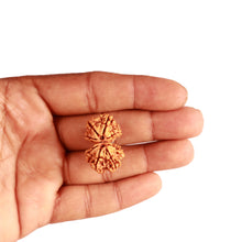 Load image into Gallery viewer, Gaurishanker Nepalese Rudraksha Bead No. - 240
