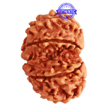 Load image into Gallery viewer, Gaurishanker Nepalese Rudraksha Bead No. - 240
