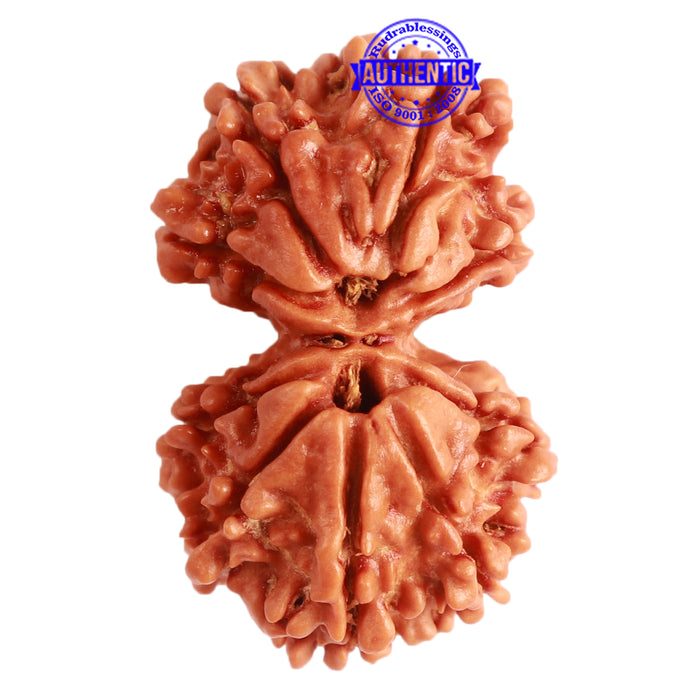 Gaurishanker Nepalese Rudraksha Bead No. - 241