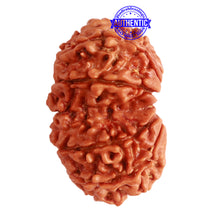Load image into Gallery viewer, Gaurishanker Nepalese Rudraksha Bead No. - 241
