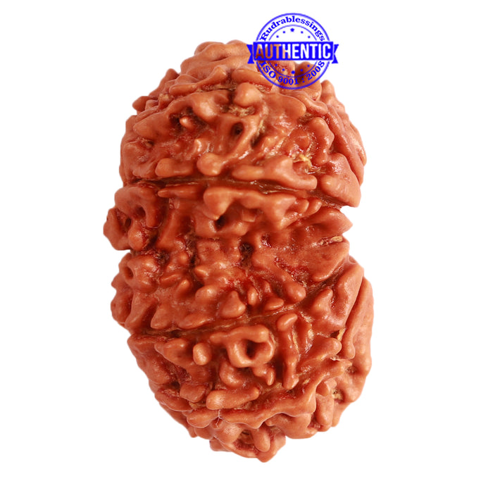 Gaurishanker Nepalese Rudraksha Bead No. - 241