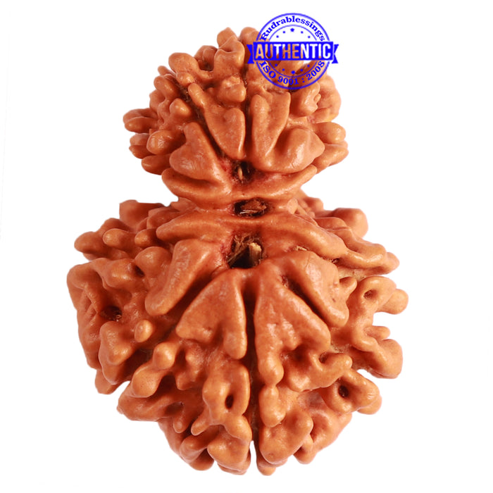 Gaurishanker Nepalese Rudraksha Bead No. - 242