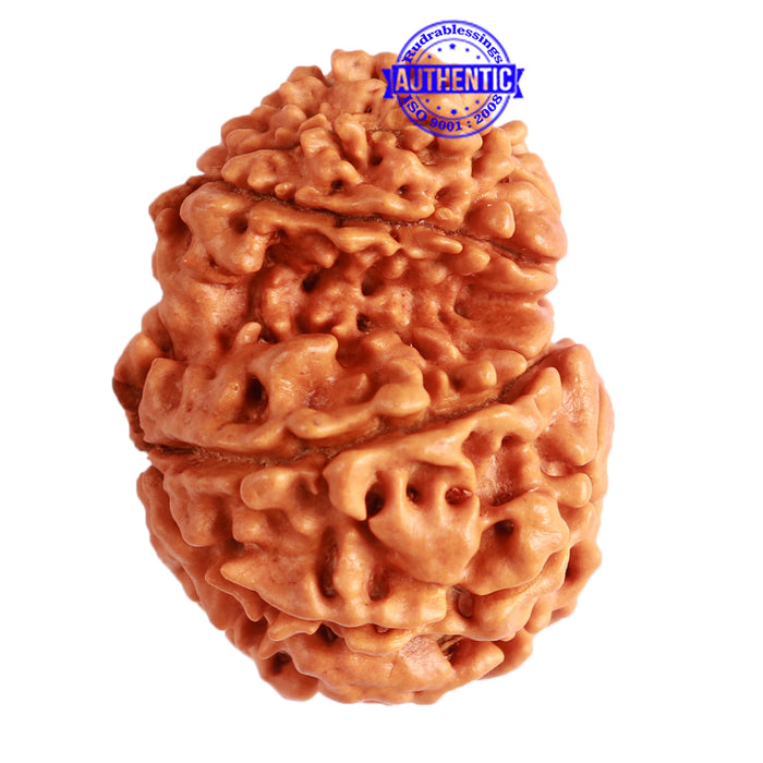 Gaurishanker Nepalese Rudraksha Bead No. - 242