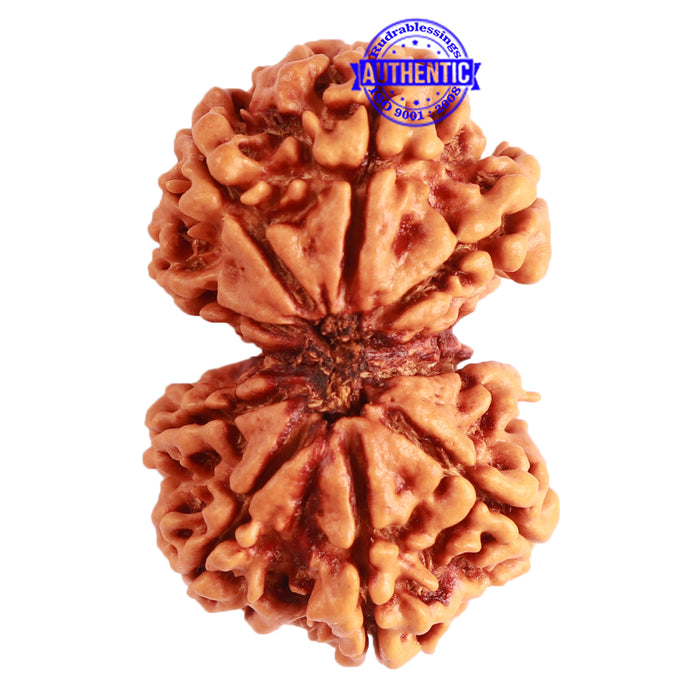 Gaurishanker Nepalese Rudraksha Bead No. - 243