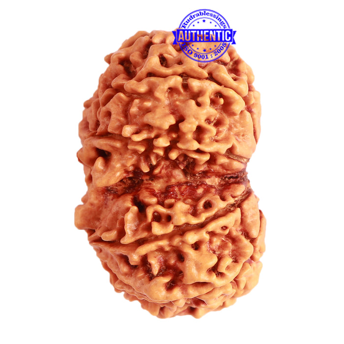 Gaurishanker Nepalese Rudraksha Bead No. - 243